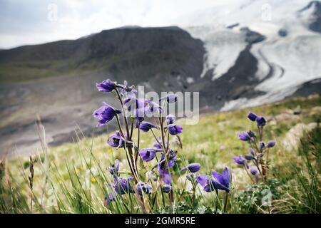 Caucasian larkspur (Delphinium caucasicum) on the alpine meadow and on the background of a mountain glacier of the vicinity of Elbrus, 3500 a.s.l., Ca Stock Photo