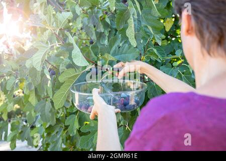 Young woman picking little purple figs from a tree with a transparent plastic bowl. On the left side, rays of summer sunlight shine through the fig br Stock Photo