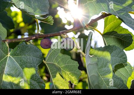 Two little purple figs not yet ripe on a branch. Rays of summer sunlight shine through the fig branches enhancing the green colour of the leaves. Stock Photo