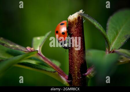 Ladybird (Coccinellidae) on a stalk Stock Photo