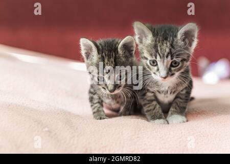 Two little kittens play on the bed. Domestic cats in a shelter. No one needs cats. Breeding cats from a domestic cat. Stock Photo