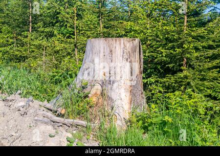 View on old tree stump in the grass in the coniferous forest. Stock Photo