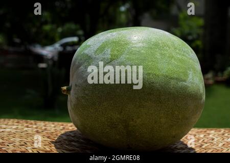 Fresh Indian vegetable called Ash gourd. Isolated on outdoor background. Stock Photo