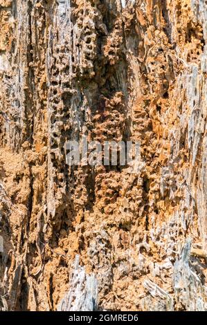 Tree damaged by bark beetles. Stock Photo