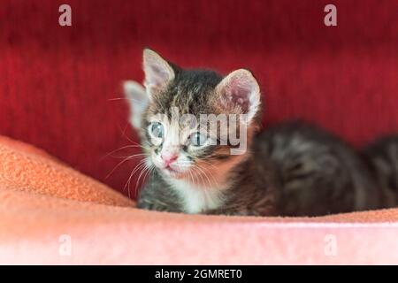 kitten lies on litter. little cat falls asleep. Curled up healthy kitten of a month old. Gray tabby cat in childhood. Stock Photo