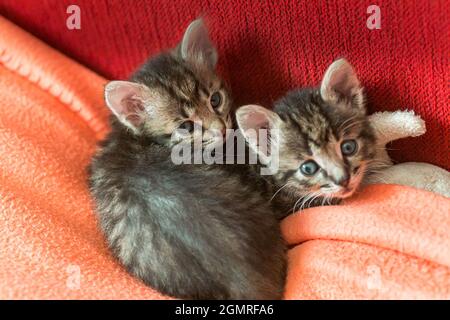 Two little kittens play on the bed. Domestic cats in a shelter. No one needs cats. Breeding cats from a domestic cat. Stock Photo