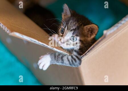 Little one-month-old kitten climbs out of a huge box. Gray kid kitten in a paper box. Stock Photo