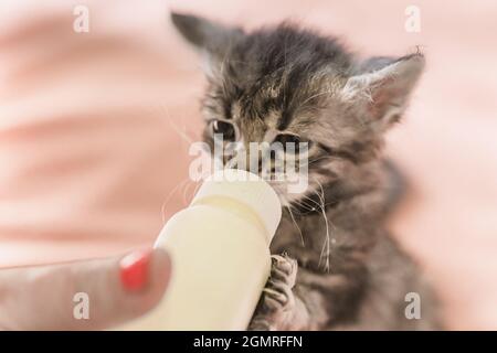 Little gray kitten drinks milk from a bottle. Feeding kittens without a nursing cat. Kittens on artificial feeding. Hand-feeding cute orphaned baby ki Stock Photo