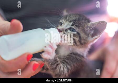 Little gray kitten drinks milk from a bottle. Feeding kittens without a nursing cat. Kittens on artificial feeding. Hand-feeding cute orphaned baby ki Stock Photo