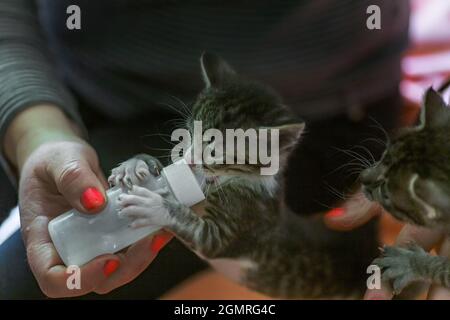 Little gray kitten drinks milk from a bottle. Feeding kittens without a nursing cat. Kittens on artificial feeding. Hand-feeding cute orphaned baby ki Stock Photo