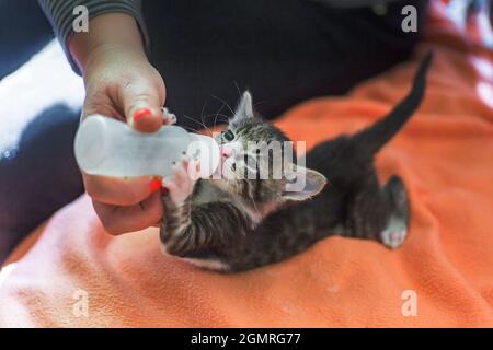 Little gray kitten drinks milk from a bottle. Feeding kittens without a nursing cat. Kittens on artificial feeding. Hand-feeding cute orphaned baby ki Stock Photo