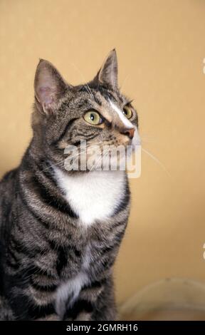 side portrait tabby cat, young adult Stock Photo