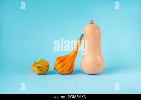 Three pumpkins and squashes of different shapes on light blue background. Front view. Thanksgiving concept Stock Photo
