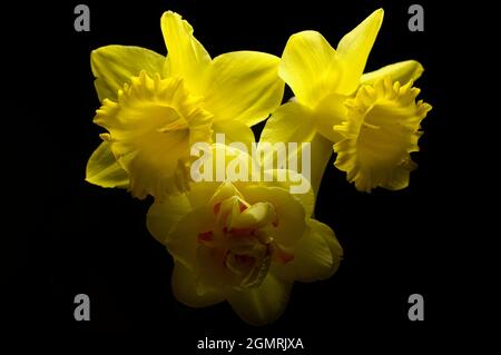 Three yellow daffodils on a black background, light form above Stock Photo