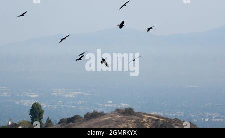 A flock of crows or ravens (corvus corax) flies over the San Fernando Valley in Woodland Hills, California USA Stock Photo