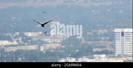 A flock of crows or ravens (corvus corax) flies over the San Fernando Valley in Woodland Hills, California USA Stock Photo