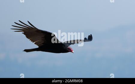 A turkey vulture (cathartes aura) soars over the San Fernando Valley in Woodland Hills, California USA Stock Photo
