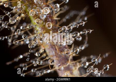 Dew drops on a spider web Stock Photo