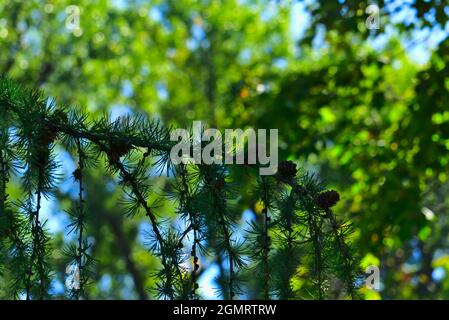 A macro shot of a pine tree branch with pine cones on a sunny clear day with a blurred background of green trees and blue sky. Stock Photo