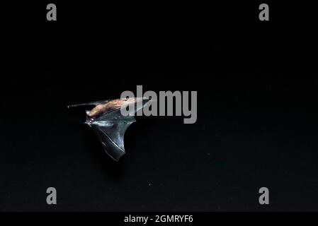 Pipistrellus pipistrellus bat in flight above water [3] Stock Photo
