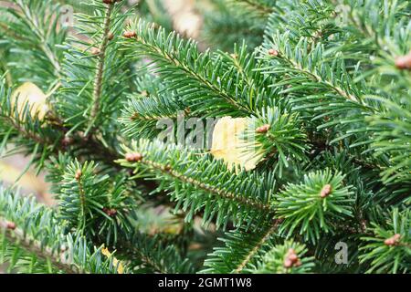 Spruce tree branches in autumn forest, closeup Stock Photo