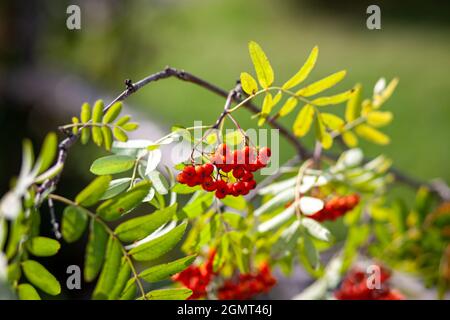 Mountain rowan ash branch berries on blurred green background. Autumn harvest still life scene. Soft focus backdrop photography. Copy space. Stock Photo