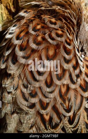 Pheasant (Phasianus colchis). Plumage. Close up. Overlapping hackle, contour, nape, neck, left side, feathers. Head end top or above.. Cryptic, for ca Stock Photo