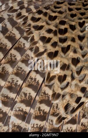 Pheasant (Phasianus colchis). Plumage. Close up. Overlapping hackle, contour, secondary left wing feathers. Head end top or above.. Cryptic, for camou Stock Photo