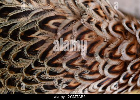 Pheasant (Phasianus colchis). Plumage. Overlapping hackle, contour, feathers. Head end off right. Cryptic, for camouflage, on a hen or female, bird. O Stock Photo
