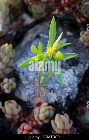 Euphorbia taurinensis, Euphorbiaceae. Wild plant shot in spring. Stock Photo