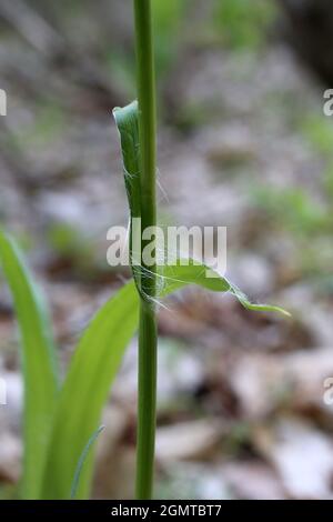 Luzula sylvatica, Greater Woodrush, Juncaceae. Wild plant shot in spring. Stock Photo