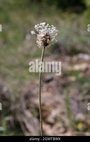 Plantago argentea, Plantaginaceae. Wild plant shot in spring. Stock Photo