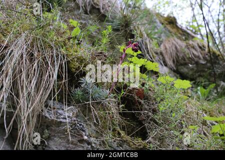 Saxifraga sempervivum, Saxifragaceae. Wild plant shot in spring. Stock Photo