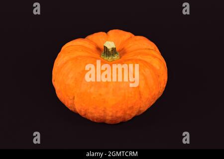 Small orange mini Jack Be Little pumpkin on black background Stock Photo