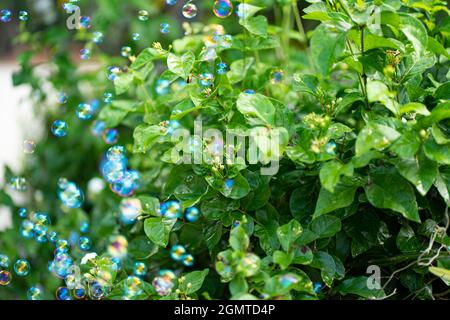 Hundreds of bubbles floating beside a plant. Selective focus points. Blurred background Stock Photo