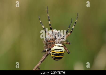 A hunting Wasp Spider, Argiope bruennichi, on a plant eating a fly.
