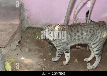 Close-up top view of A pet cat standing on the ground looking at the side Stock Photo