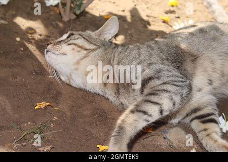 Closeup of a pet tabby cat lying on the ground Stock Photo