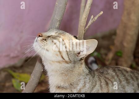Close-up of A pet tabby cat rubbing its head against a tree Stock Photo