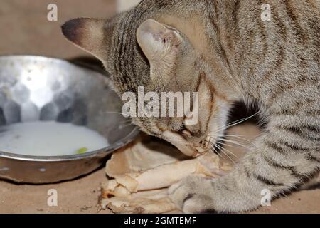 Close-up of A pet tabby cat eating and holding bread with its paw Stock Photo