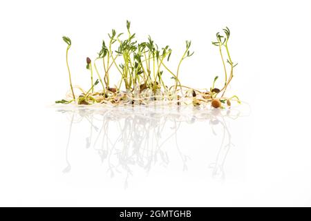 Green lentil sprouts isolated on white, macro food photo. Sprouting French green lentils, also called Puy lentils. Green seedlings and young plants of Stock Photo
