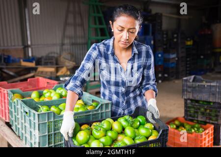 Portrait of positive woman gardener sorting and checking harvested green tomatoes in warehouse Stock Photo