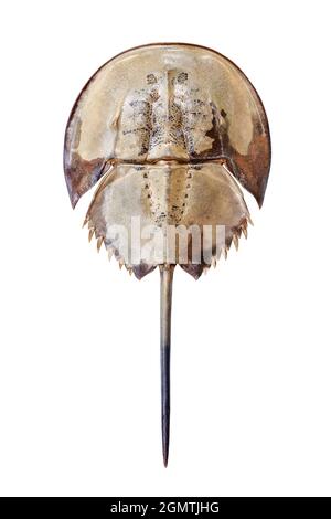 Horseshoe crab on white background isolated close up top view, marine arthropod with domed horseshoe-shaped shell and long tail-spine, sea animal Stock Photo