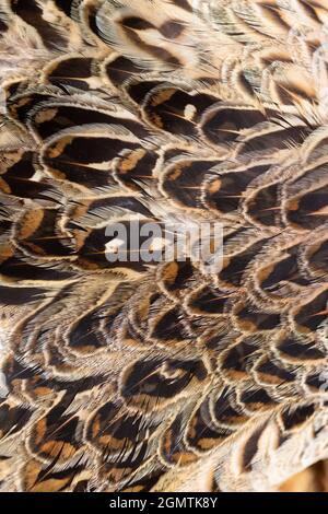 Pheasant (Phasianus colchis). Plumage. Overlapping hackle, contour, feathers. Head end off right. Cryptic, for camouflage, on a hen or female, bird. O Stock Photo
