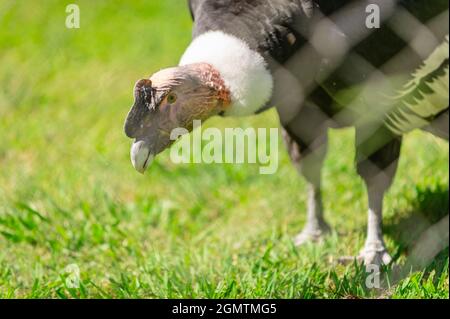 andean condor, vultur gryphus, in his cage in a zoo. Bird in captivity Stock Photo