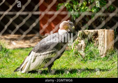 andean condor, vultur gryphus, in his cage in a zoo. Bird in captivity Stock Photo