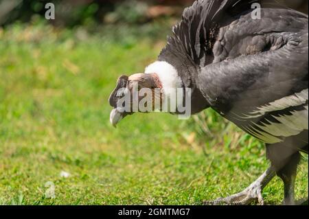 andean condor, vultur gryphus, in his cage in a zoo. Bird in captivity Stock Photo