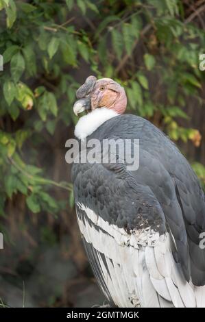 andean condor, vultur gryphus, in his cage in a zoo. Bird in captivity Stock Photo