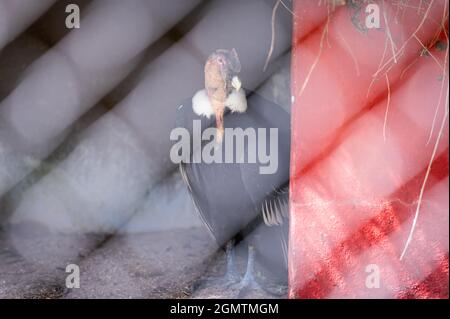 andean condor, vultur gryphus, in his cage in a zoo. Bird in captivity Stock Photo