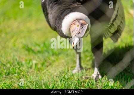 andean condor, vultur gryphus, in his cage in a zoo. Bird in captivity Stock Photo